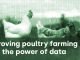 Data analysis: the hidden tool capable of transforming poultry business operations