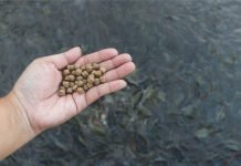 Aquaculture Innovations: Substituting Fishmeal with Microbial Protein from Soybean Processing Wastewater