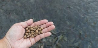 Aquaculture Innovations: Substituting Fishmeal with Microbial Protein from Soybean Processing Wastewater