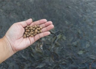 Aquaculture Innovations: Substituting Fishmeal with Microbial Protein from Soybean Processing Wastewater