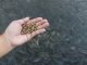 Aquaculture Innovations: Substituting Fishmeal with Microbial Protein from Soybean Processing Wastewater
