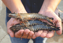 Black Tiger Shrimp is Finding Its Way Back into the Indian Market