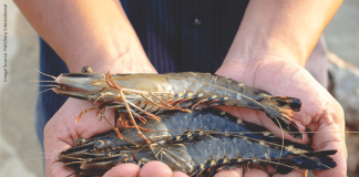 Black Tiger Shrimp is Finding Its Way Back into the Indian Market