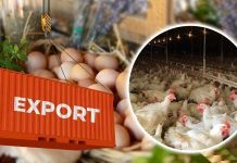 India’s Poultry Exports Reach Record $184 Million Due to High Demand from West Asia and Sri Lanka