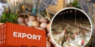 India’s Poultry Exports Reach Record $184 Million Due to High Demand from West Asia and Sri Lanka
