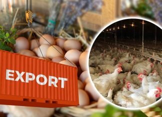 India’s Poultry Exports Reach Record $184 Million Due to High Demand from West Asia and Sri Lanka