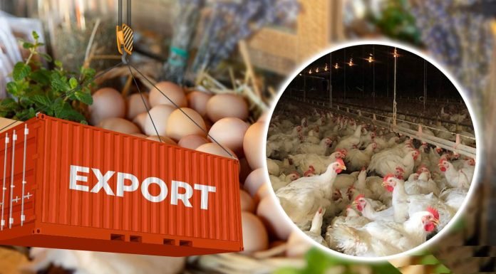 India’s Poultry Exports Reach Record $184 Million Due to High Demand from West Asia and Sri Lanka