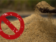 SEA Urges Government Not to Extend De-Oiled Rice Bran Ban Beyond July 31