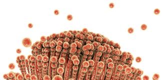 Independent and up-to-date information on mycotoxins