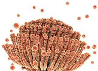 Independent and up-to-date information on mycotoxins
