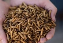 Insect Meal – A Prospective Alternative