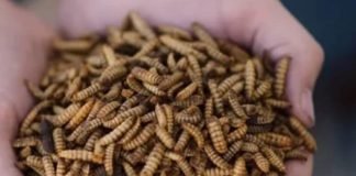 Insect Meal – A Prospective Alternative