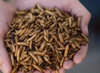 Insect Meal – A Prospective Alternative