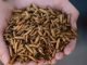 Insect Meal – A Prospective Alternative