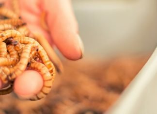 Tamil Nadu: Shrimp Farmers Opting for Insect Feed Over Fishmeal