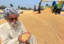 Punjab Agricultural Experts Voice Concerns Over Water-Intensive Spring Maize Cultivation