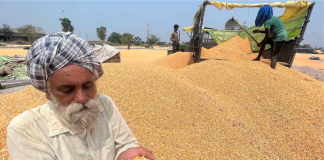 Punjab Agricultural Experts Voice Concerns Over Water-Intensive Spring Maize Cultivation