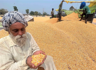 Punjab Agricultural Experts Voice Concerns Over Water-Intensive Spring Maize Cultivation