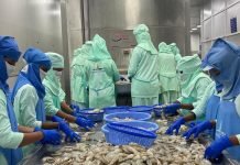 India’s Seafood Exports Hit Record High in Volume but See 5.38% Decline in Value