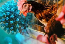Bird Flu Detected in Chickens in Cherthala Municipality, Kerala