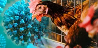 Bird Flu Detected in Chickens in Cherthala Municipality, Kerala