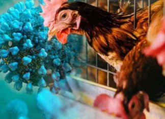 Bird Flu Detected in Chickens in Cherthala Municipality, Kerala