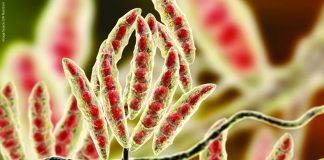 Integrated Approach for Mycotoxin and Gut Health Management in Poultry