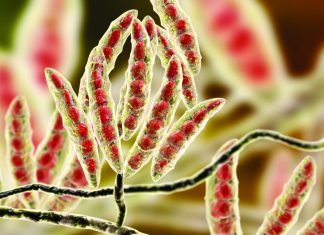 Integrated Approach for Mycotoxin and Gut Health Management in Poultry
