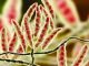 Integrated Approach for Mycotoxin and Gut Health Management in Poultry