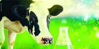 Research: Carbon-Neutral Fumarate Production Using Bacterial Metabolism of Sugar and CO2