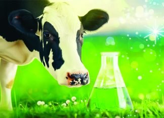 Research: Carbon-Neutral Fumarate Production Using Bacterial Metabolism of Sugar and CO2