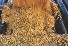 Bearish Outlook for Corn: Lower Exports May Offset Decline in Output