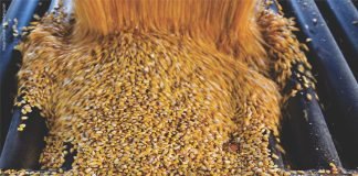 Bearish Outlook for Corn: Lower Exports May Offset Decline in Output