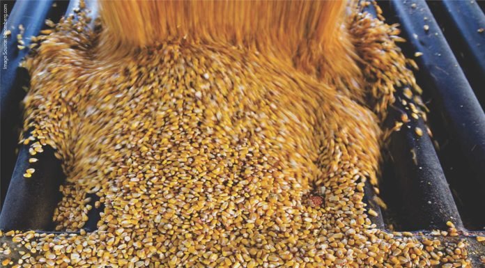 Bearish Outlook for Corn: Lower Exports May Offset Decline in Output