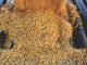 Bearish Outlook for Corn: Lower Exports May Offset Decline in Output