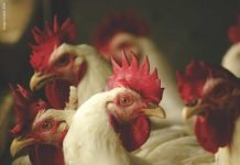 Global Poultry Outlook: Conditions Improving, Though Markets Remain Fragile and Price-Driven