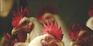 Global Poultry Outlook: Conditions Improving, Though Markets Remain Fragile and Price-Driven