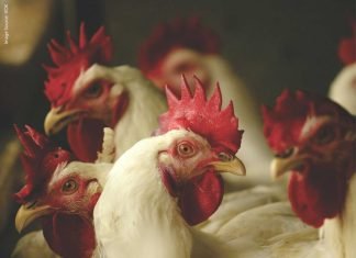 Global Poultry Outlook: Conditions Improving, Though Markets Remain Fragile and Price-Driven