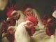 Global Poultry Outlook: Conditions Improving, Though Markets Remain Fragile and Price-Driven