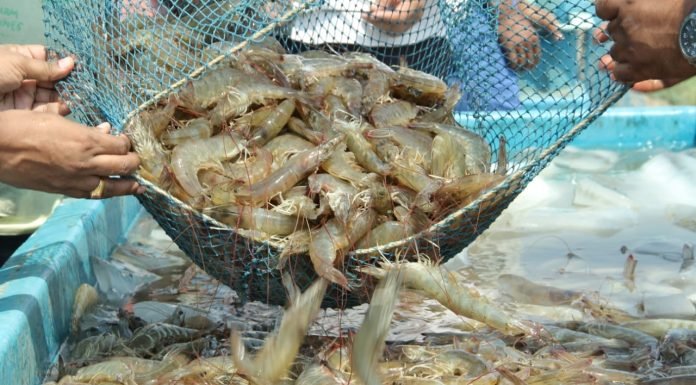 CRISIL: Indian Shrimp Exporters to See 8% Revenue Growth This Fiscal