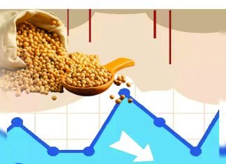 Soymeal Exports Surge 8% from October to May Driven by Robust Demand from West Asia