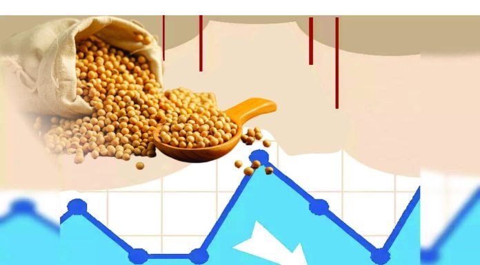 Soymeal Exports Surge 8% from October to May Driven by Robust Demand from West Asia