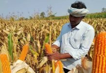 Agriculture Dept Plans Restrictions on Spring Maize Cultivation in Punjab