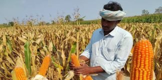 Agriculture Dept Plans Restrictions on Spring Maize Cultivation in Punjab