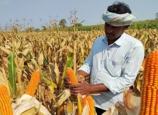 Agriculture Dept Plans Restrictions on Spring Maize Cultivation in Punjab