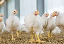 Activated Guanidinoacetic Acid: A concept of Cellular Energy Optimization to Enhance Production Performance in Poultry