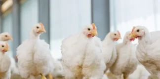 Activated Guanidinoacetic Acid: A concept of Cellular Energy Optimization to Enhance Production Performance in Poultry