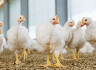 Activated Guanidinoacetic Acid: A concept of Cellular Energy Optimization to Enhance Production Performance in Poultry
