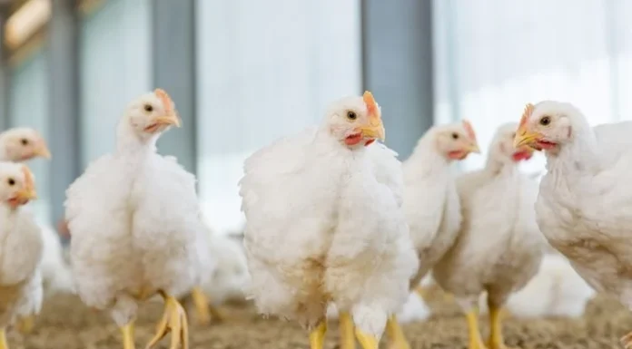 Activated Guanidinoacetic Acid: A concept of Cellular Energy Optimization to Enhance Production Performance in Poultry