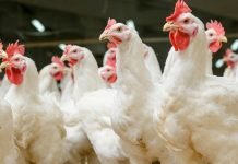 Inclusion Body Hepatitis (IBH)/ Hydropericardium Syndrome (HPS)